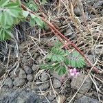 Tephrosia purpurea Blatt