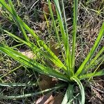 Cyperus ligularis Hoja