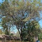 Cassia grandis Habitus