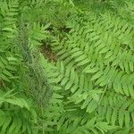 Osmunda regalis Blad