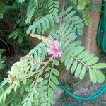 Indigofera heterantha Leaf