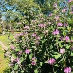 Phlomis purpurea Habit