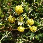 Bupleurum ranunculoides 花