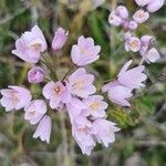 Allium roseum Kvet