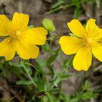 Hypericum cerastoides Blodyn