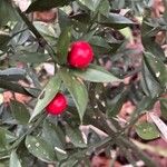 Ruscus aculeatus Fruto