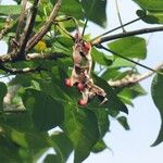 Erythrina amazonica Fruto