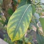 Artocarpus heterophyllus 葉