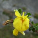 Ononis striata Flower