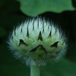 Cephalaria gigantea Flower