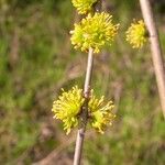 Forestiera acuminata Hábitos