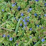 Veronica triphyllos Flower