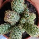 Mammillaria elongata Ліст