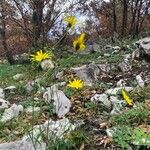 Hieracium lachenalii Flower