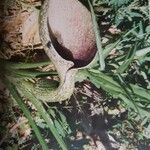 Helicodiceros muscivorus Blodyn
