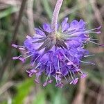 Succisa pratensis Flower