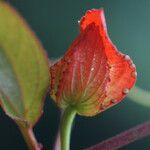 Passiflora coccinea Máis