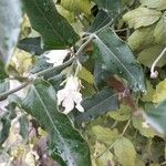 Araujia sericifera Blomst