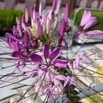 Cleome spinosa Flower