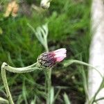 Klasea nudicaulis Çiçek
