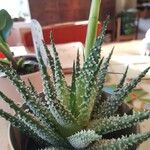 Aloe humilis Hoja