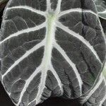 Alocasia reginula Leaf