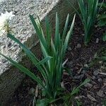 Narcissus papyraceus Leaf