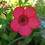 Linum grandiflorum Drugo