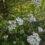 Pyrus calleryana Blomst