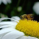 Leucanthemum maximum Fleur