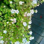 Bacopa repens Flor