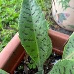 Kalanchoe gastonis-bonnieri Ліст