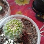 Echinocereus pectinatus Blatt