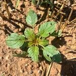 Amaranthus palmeri 葉