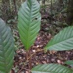 Minquartia guianensis Fuelha