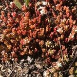 Sedum arenarium 葉