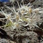 Dendrobium linguiforme Квітка