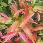 Photinia glabraপাতা