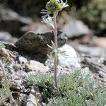 Artemisia glacialis Celota