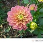 Dahlia pinnataBlüte