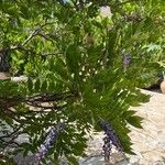 Wisteria frutescens موطن