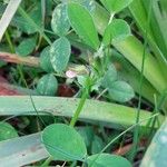 Vicia bithynica Leaf