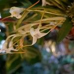 Masdevallia tonduziiFlower