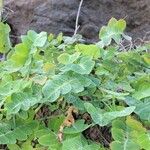 Sonchus ustulatus Leaf