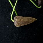 Clematis connata Fruto