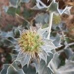 Eryngium maritimumFlower