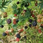 Rubus nemoralis Alkat (teljes növény)