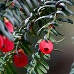 Taxus brevifolia Φύλλο