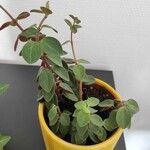 Peperomia verticillata Plante entière