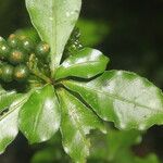 Psychotria chagrensis Ліст